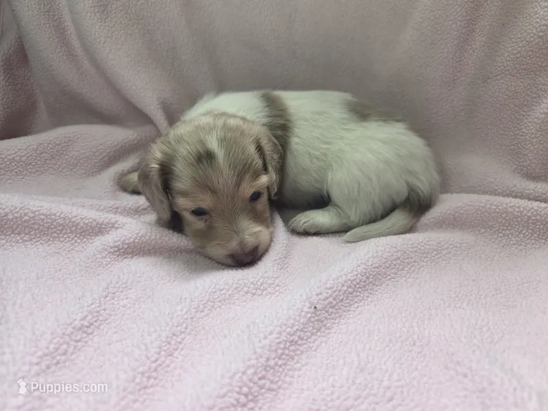 Harper – Miniature Dachshund puppy for sale in Louisa, VA