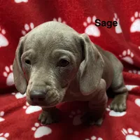 SAGE, a female Dachshund for sale in Louisa, VA – 3 of 6