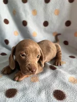 SAGE, a female Dachshund for sale in Louisa, VA – Photo 1 of 3