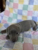 SAGE, a female Dachshund for sale in Louisa, VA – Photo 3 of 3