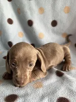 SAGE, a female Dachshund for sale in Louisa, VA – Photo 2 of 3