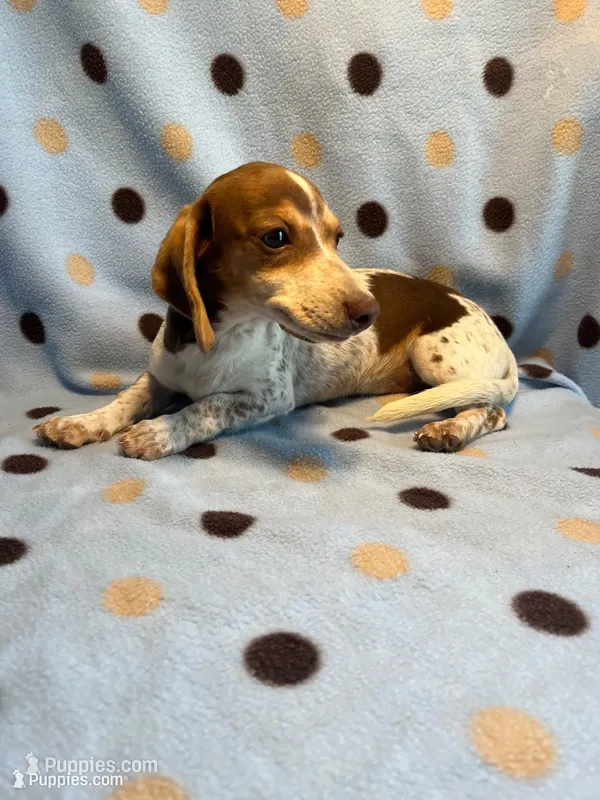 Hartley – Miniature Dachshund puppy for sale in Louisa, VA