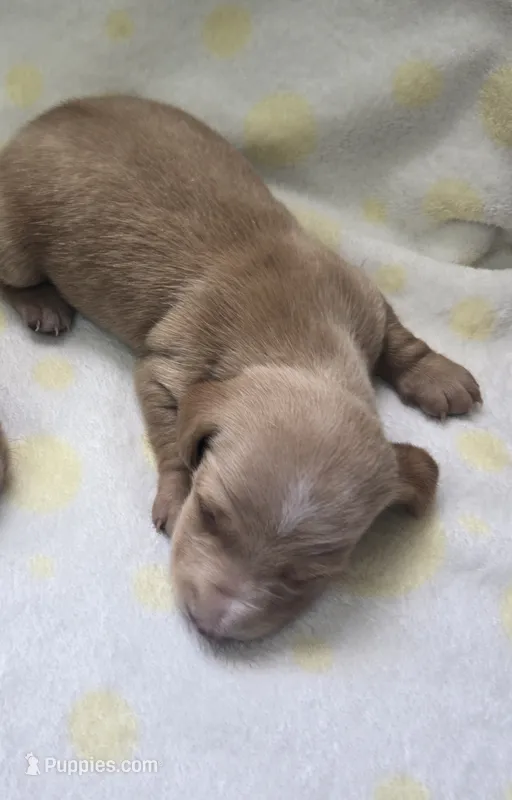 Dexter – Miniature Dachshund puppy for sale in Louisa, VA