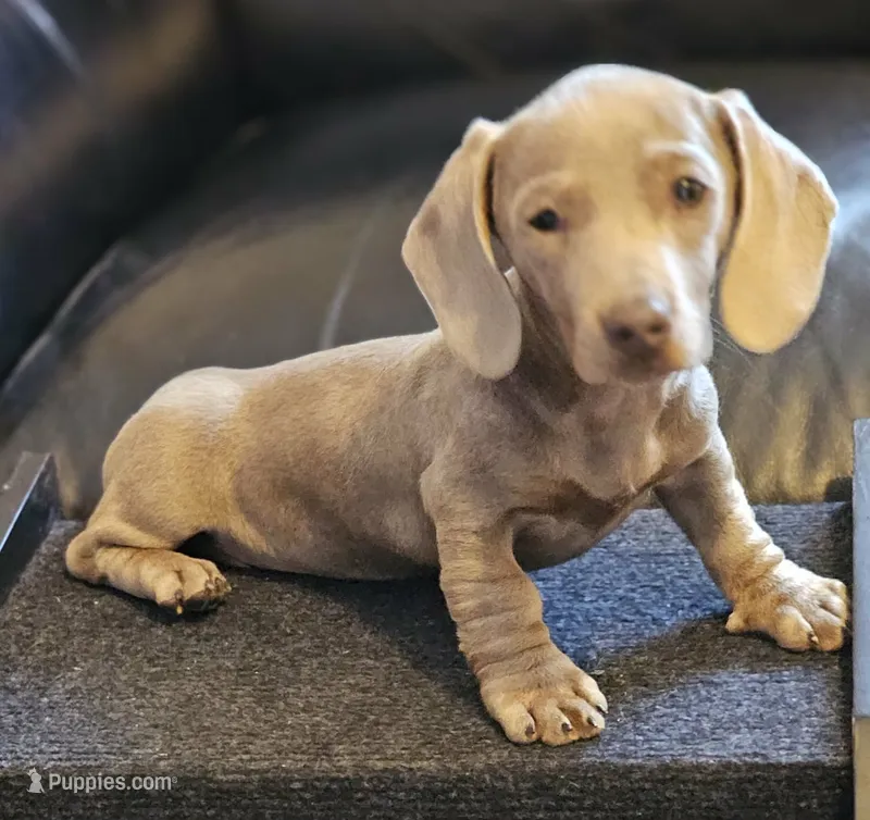 SAGE – Dachshund puppy for sale in Louisa, VA