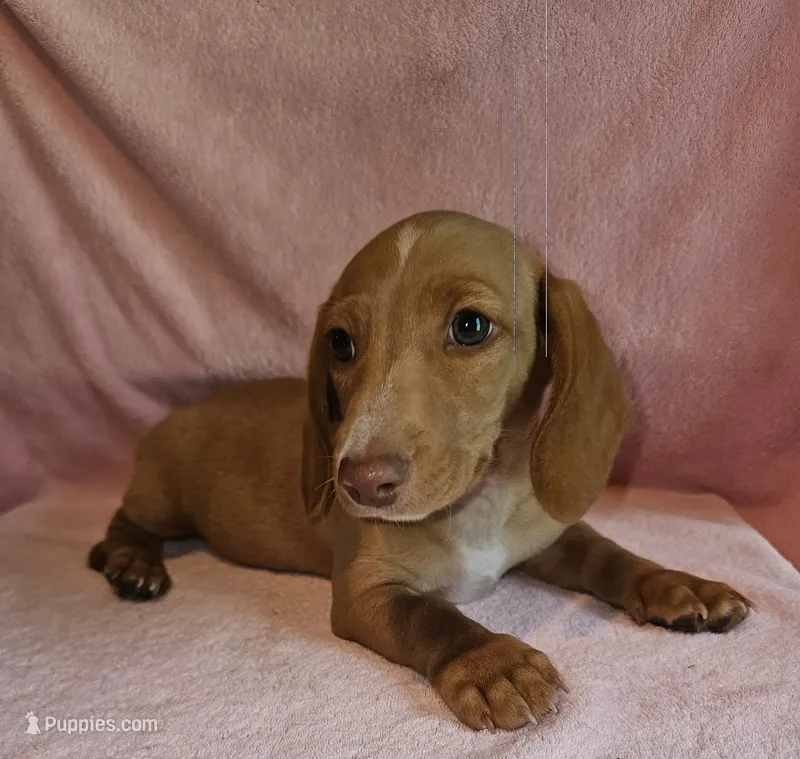 Dexter AKC – Miniature Dachshund puppy for sale in Louisa, VA