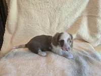 Dara, a female Miniature Dachshund for sale in Louisa, VA – 2 of 2