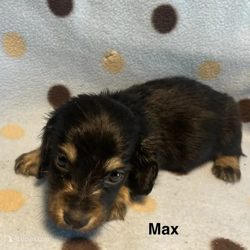 Max – Miniature Dachshund puppy for sale in Louisa, VA