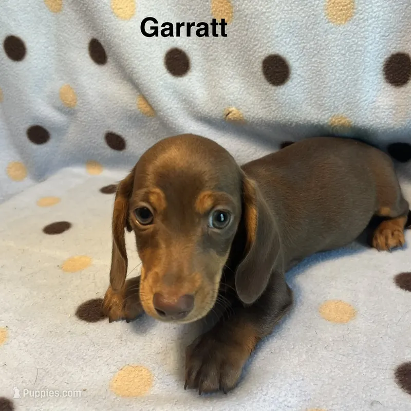 Garrett  – Miniature Dachshund puppy for sale in Louisa, VA