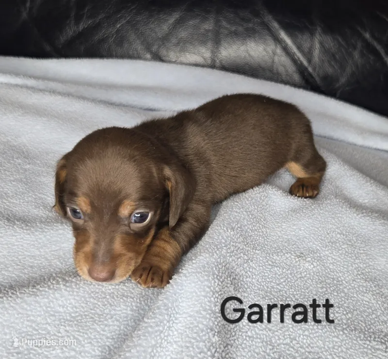 Garrett  – Miniature Dachshund puppy for sale in Louisa, VA