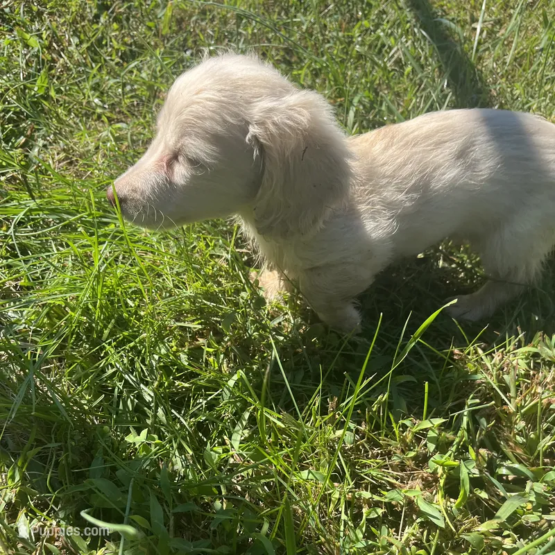 Sam – Miniature Dachshund puppy for sale in Louisa, VA