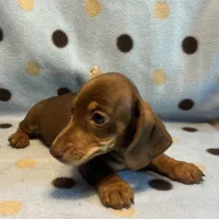 Glen , a male Miniature Dachshund for sale in Louisa, VA – 2 of 5