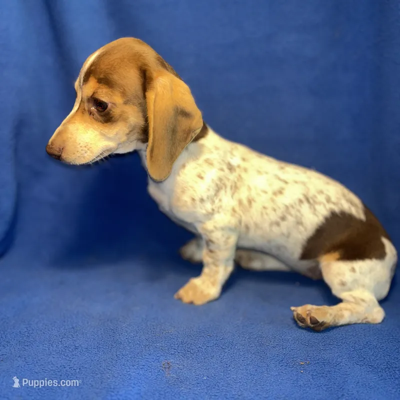 Hartley – Miniature Dachshund puppy for sale in Louisa, VA