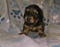 Rascal, a male Miniature Dachshund for sale in Louisa, VA – 2 of 2