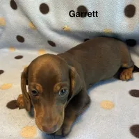 Garrett , a male Miniature Dachshund for sale in Louisa, VA – 2 of 5