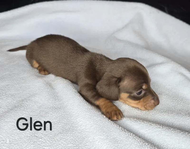 Glen  – Miniature Dachshund puppy for sale in Louisa, VA