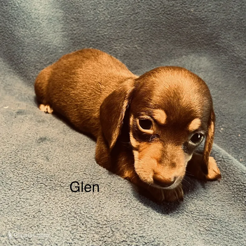 Glen  – Miniature Dachshund puppy for sale in Louisa, VA