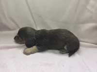 Hollis, a male Miniature Dachshund for sale in Louisa, VA – 2 of 2