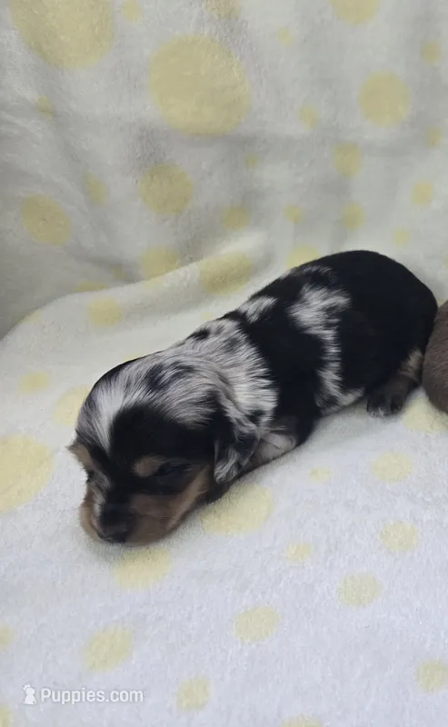 Dorian, a male Miniature Dachshund for sale in Louisa, VA – 1 of 1