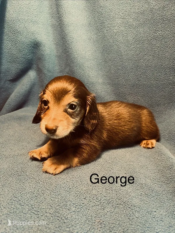 George  – Miniature Dachshund puppy for sale in Louisa, VA