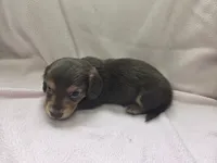 Hollis, a male Miniature Dachshund for sale in Louisa, VA – 1 of 2
