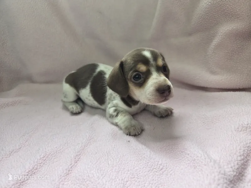 Hartley – Miniature Dachshund puppy for sale in Louisa, VA
