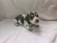 Hartley, a female Miniature Dachshund for sale in Louisa, VA – 1 of 3