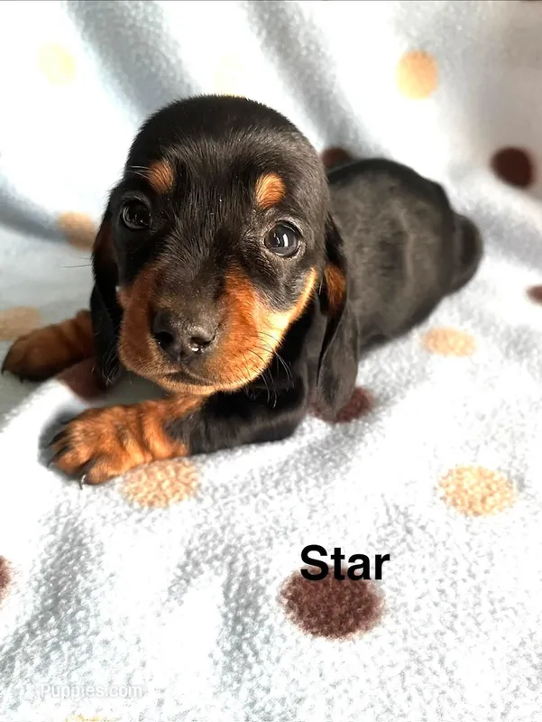 STAR – Dachshund puppy for sale in Louisa, VA