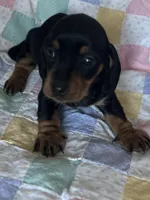 STAR, a female Dachshund for sale in Louisa, VA – Photo 2 of 3