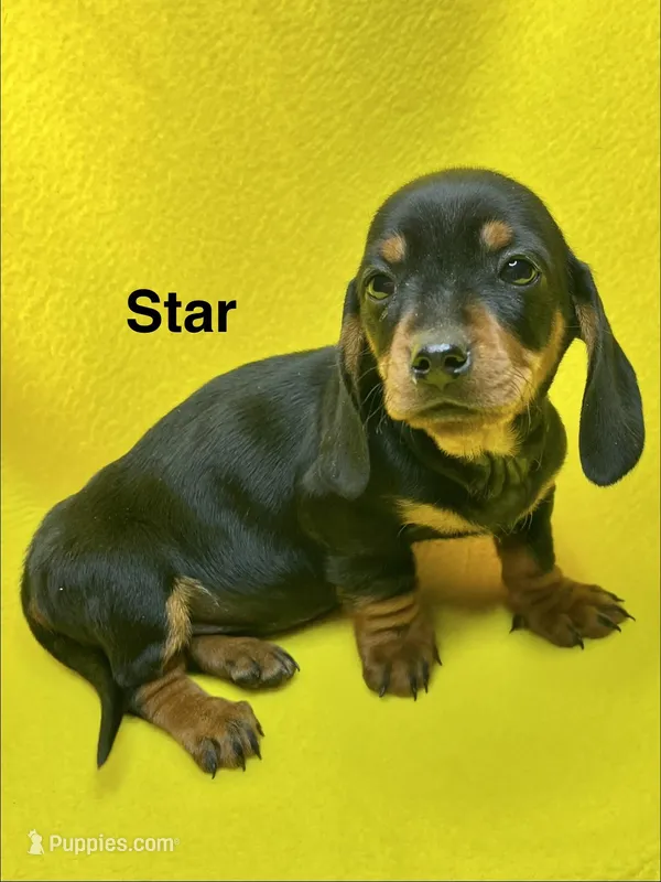 STAR – Dachshund puppy for sale in Louisa, VA