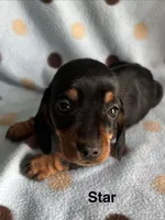 STAR, a female Dachshund for sale in Louisa, VA – Photo 3 of 3