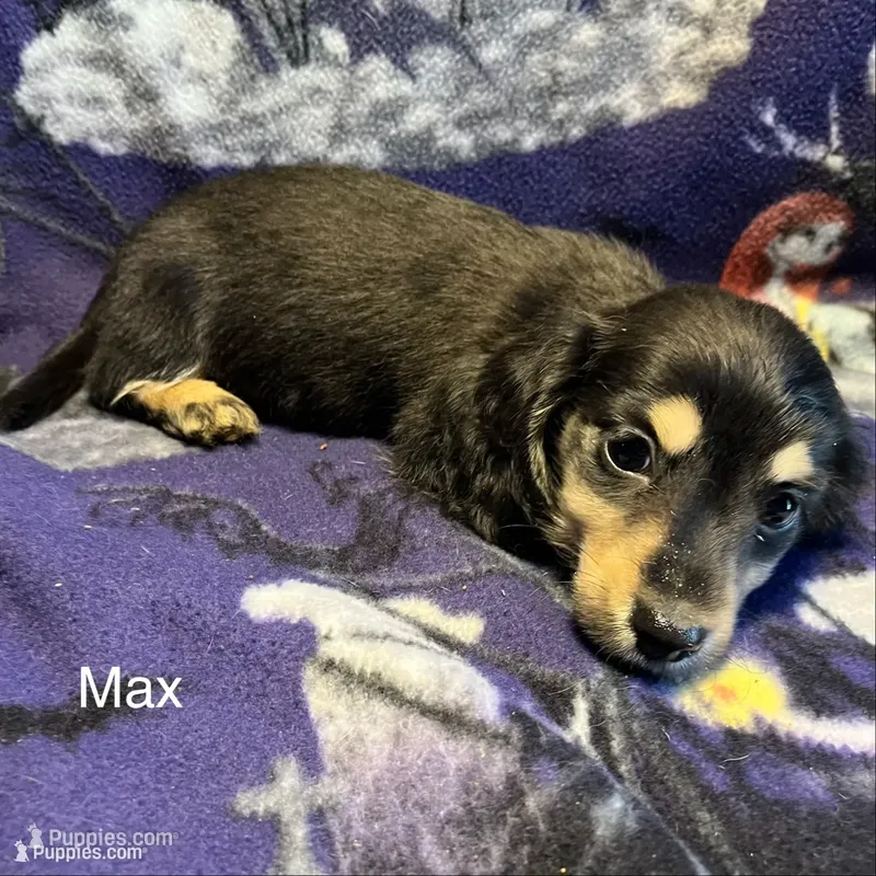 Max – Miniature Dachshund puppy for sale in Louisa, VA
