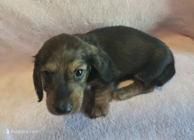 Rascal – Miniature Dachshund puppy for sale in Louisa, VA