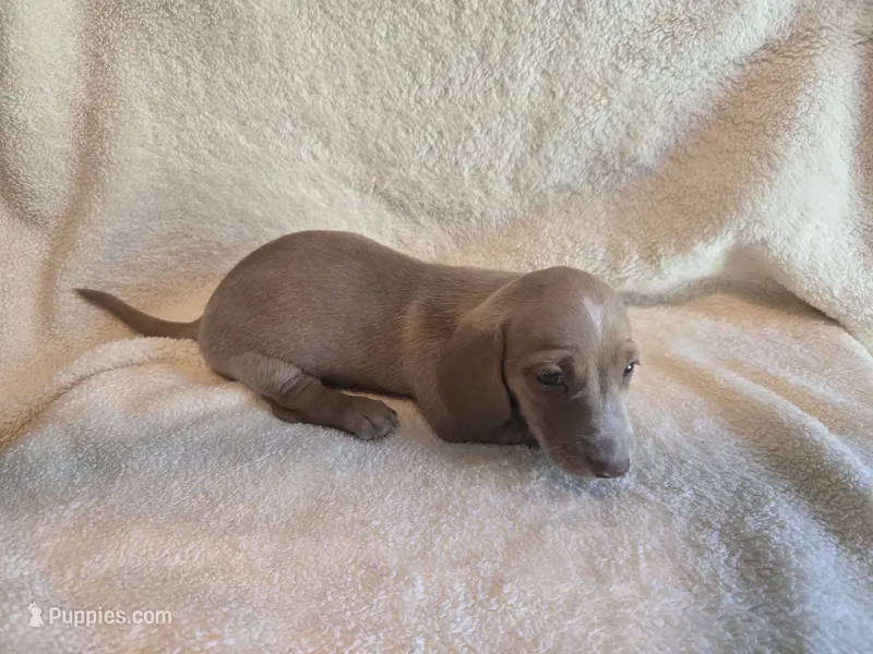 Dexter – Miniature Dachshund puppy for sale in Louisa, VA