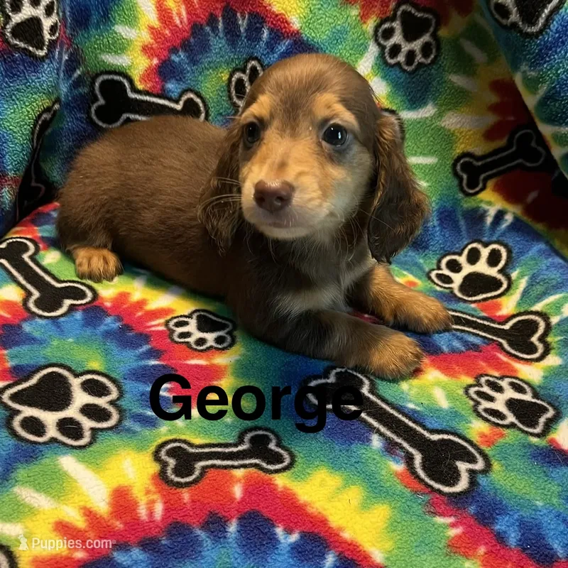 George  – Miniature Dachshund puppy for sale in Louisa, VA