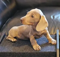 SAGE, a female Dachshund for sale in Louisa, VA – 2 of 6