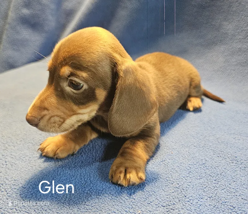 Glen  – Miniature Dachshund puppy for sale in Louisa, VA