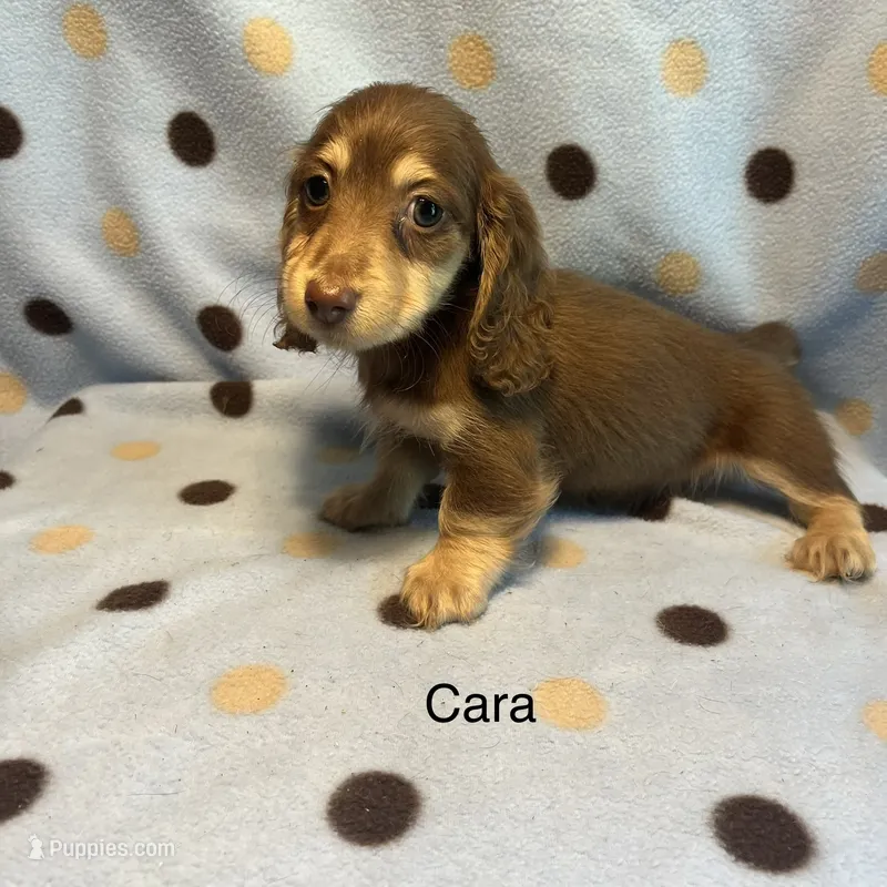 Cara – Miniature Dachshund puppy for sale in Louisa, VA