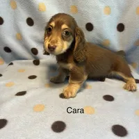 Cara, a female Miniature Dachshund for sale in Louisa, VA – 1 of 2