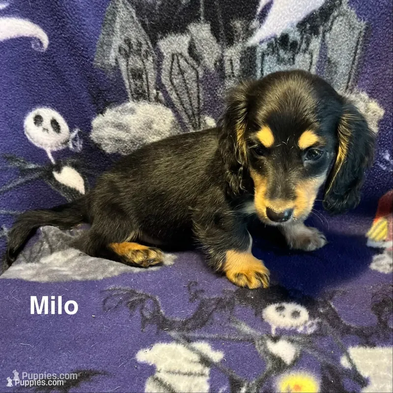 Milo – Miniature Dachshund puppy for sale in Louisa, VA