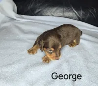 George , a male Miniature Dachshund for sale in Louisa, VA – 1 of 1