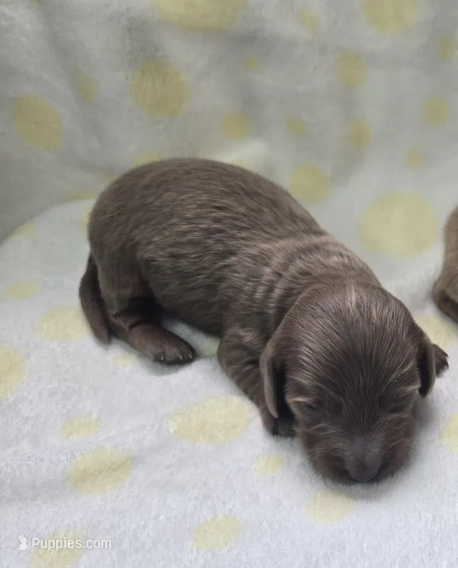 Drake – Miniature Dachshund puppy for sale in Louisa, VA