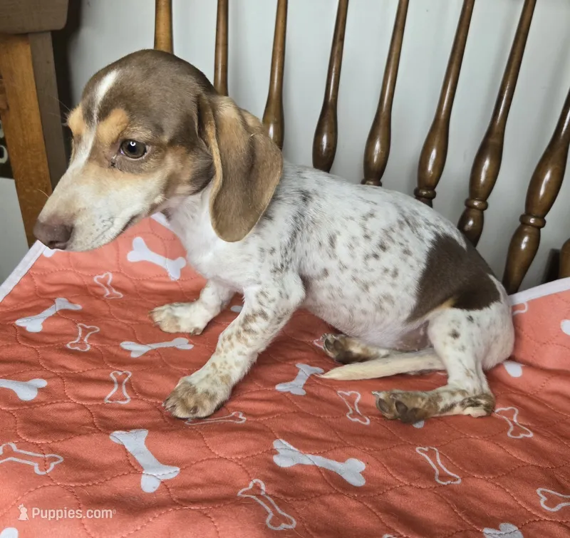 Hartley – Miniature Dachshund puppy for sale in Louisa, VA