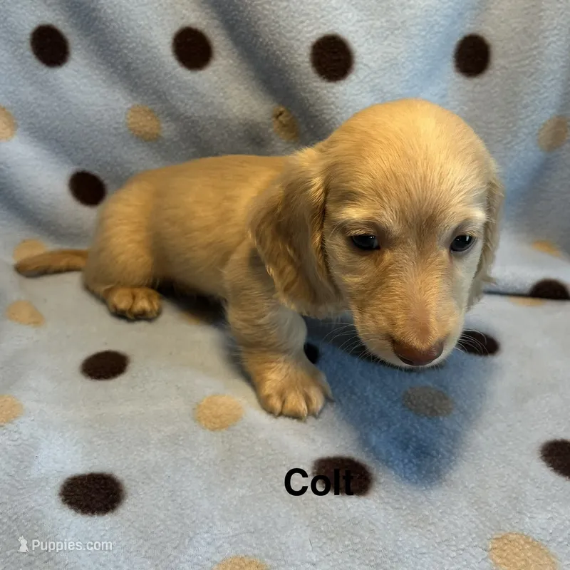 Colt – Miniature Dachshund puppy for sale in Louisa, VA