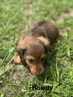 Rowdy , a male Miniature Dachshund for sale in Louisa, VA – 2 of 2