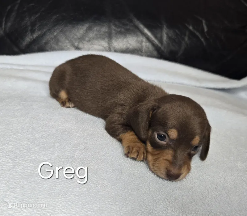 Greg – Miniature Dachshund puppy for sale in Louisa, VA