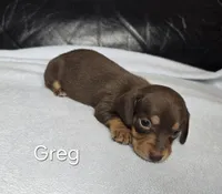 Greg, a male Miniature Dachshund for sale in Louisa, VA – 1 of 1