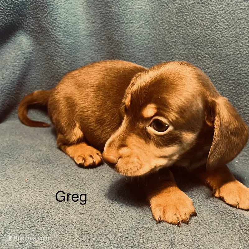 Greg – Miniature Dachshund puppy for sale in Louisa, VA
