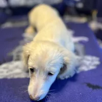 SAM, a male Miniature Dachshund for sale in Louisa, VA – 2 of 2