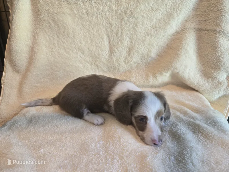 Dara – Miniature Dachshund puppy for sale in Louisa, VA