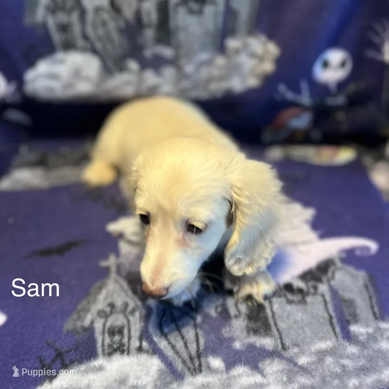 SAM – Miniature Dachshund puppy for sale in Louisa, VA